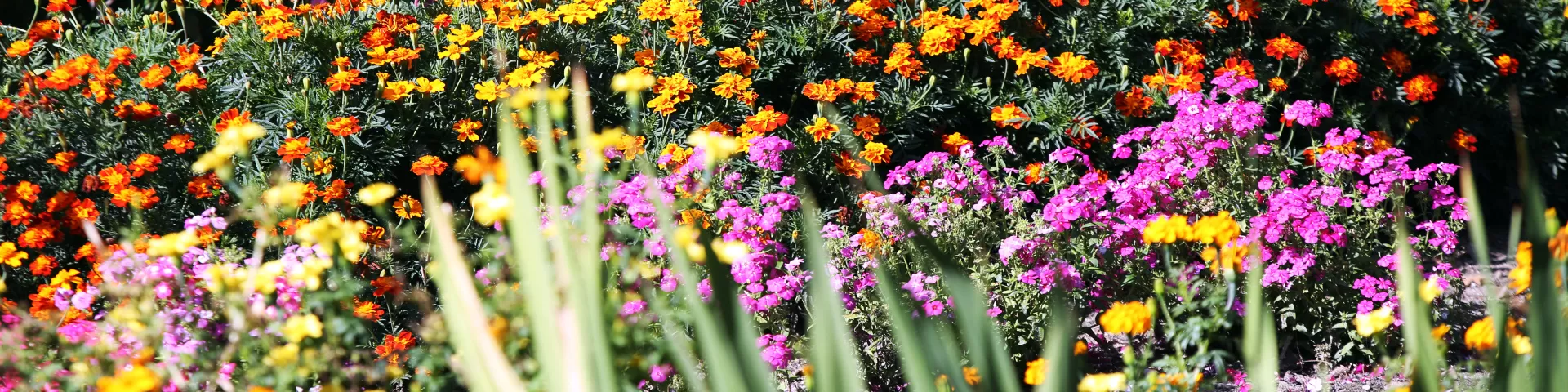 Ontdek de verborgen kloostertuin van de zusters Birgittinessen